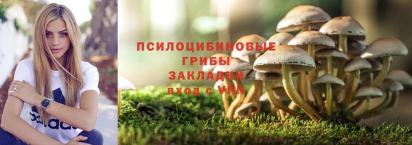 сатива Белокуриха